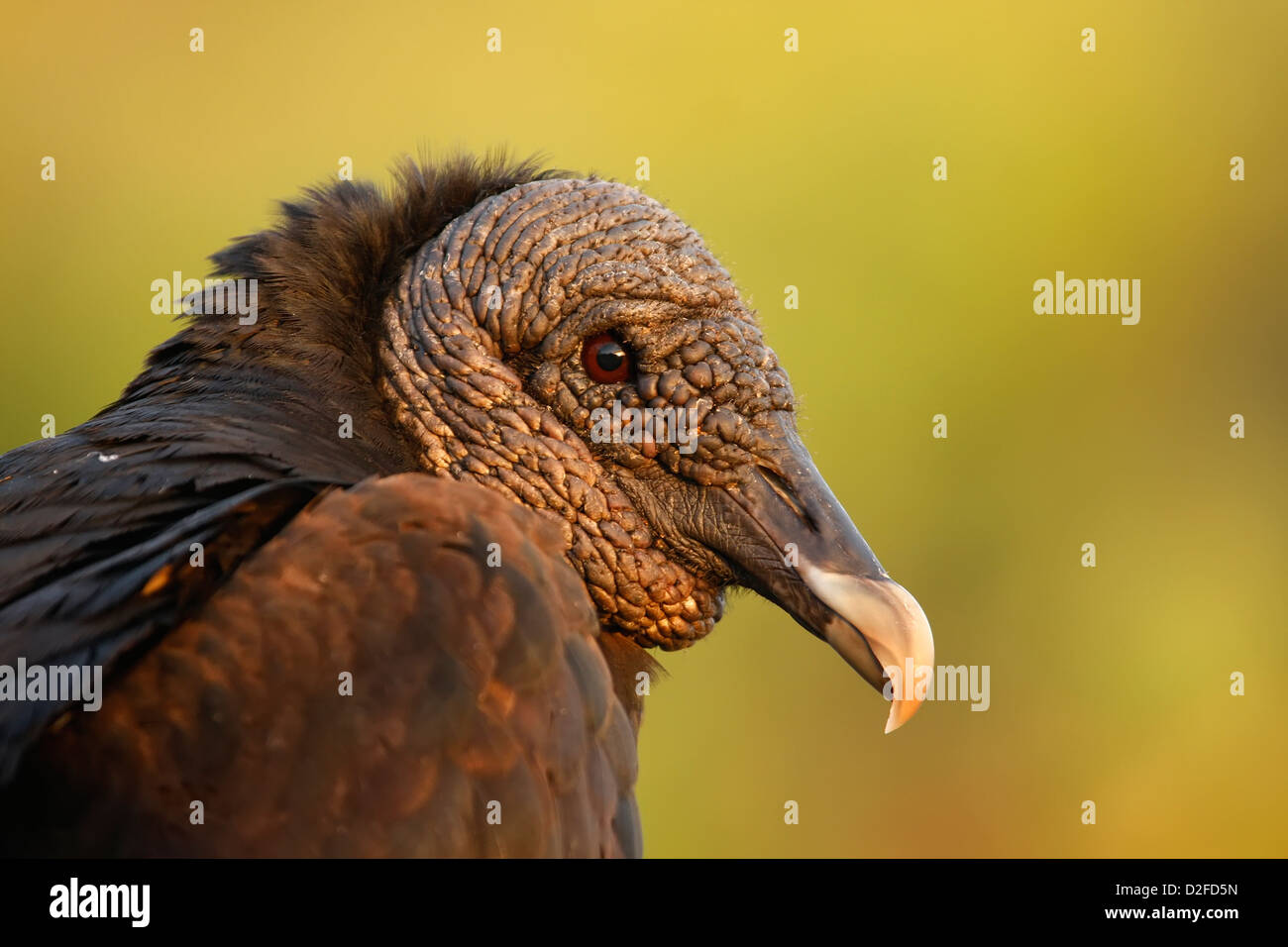 Ritratto della Turchia Vulture (Cathartes aura) Foto Stock