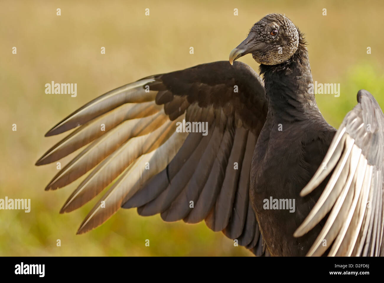 La Turchia Vulture (Cathartes aura) Foto Stock