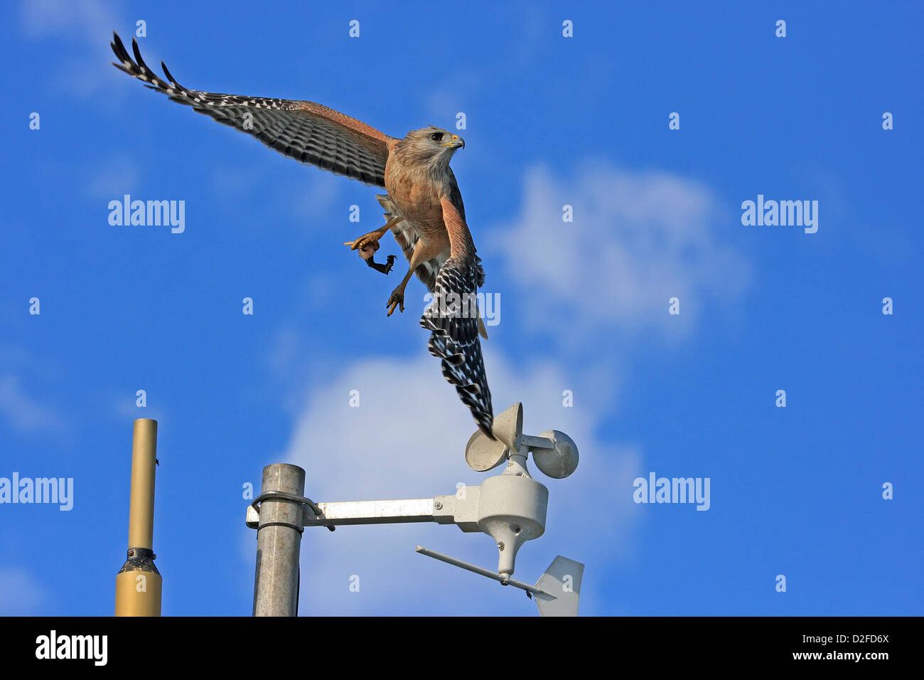 Red-Hawk con spallamento (Buteo lineatus) battenti Foto Stock