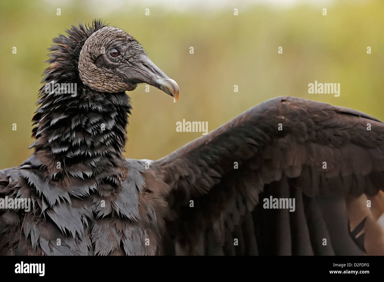 Ritratto della Turchia Vulture (Cathartes aura) Foto Stock