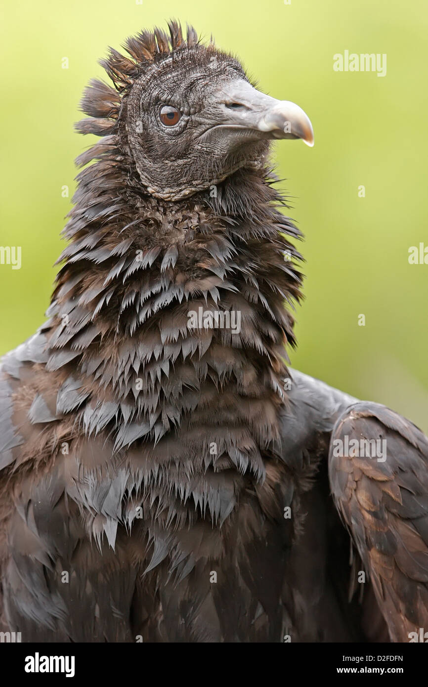 Ritratto della Turchia Vulture (Cathartes aura) Foto Stock