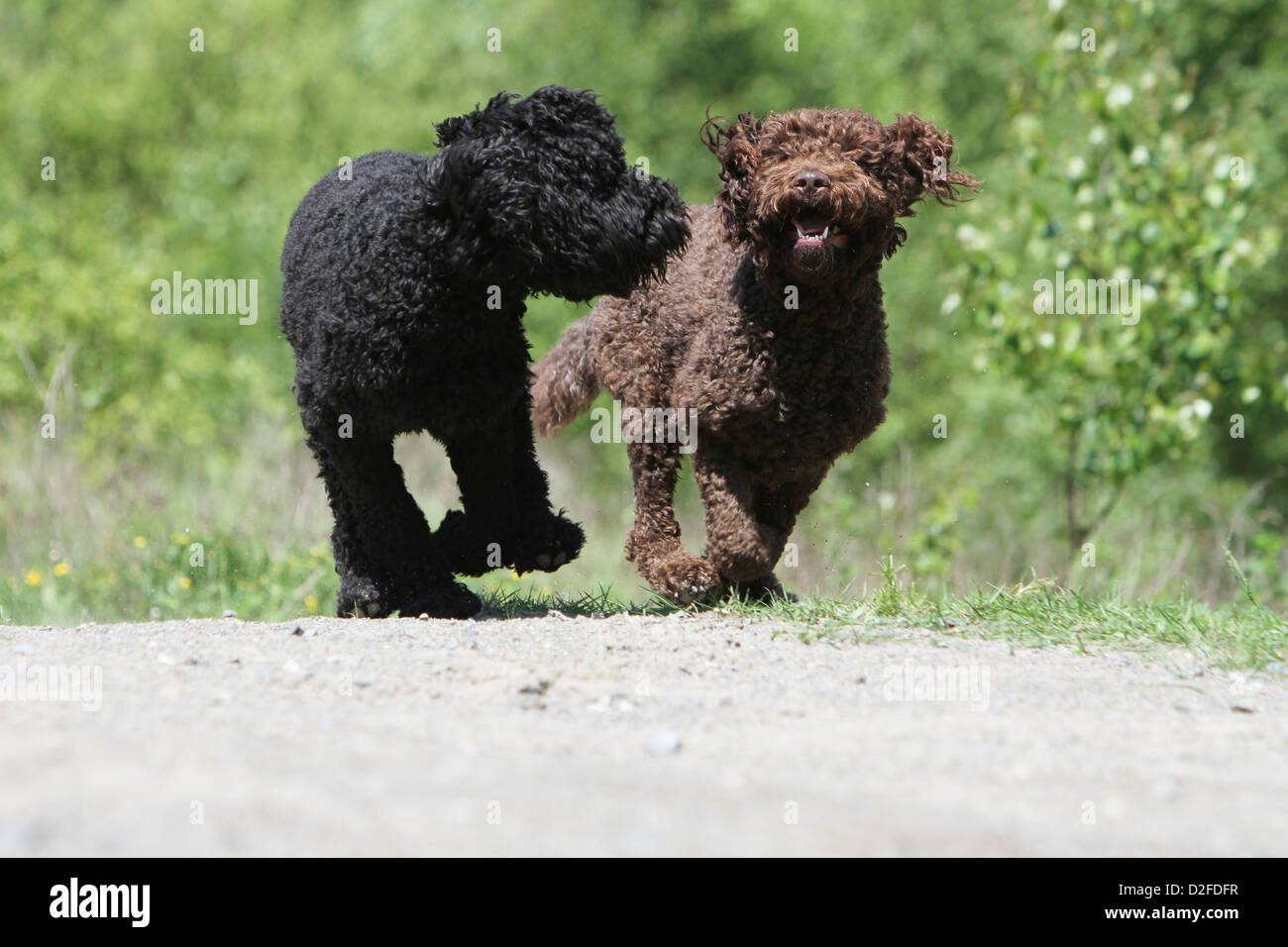 Cane Barbet / Francese cane di acqua due adulti diversi colori (nero e marrone) in esecuzione Foto Stock