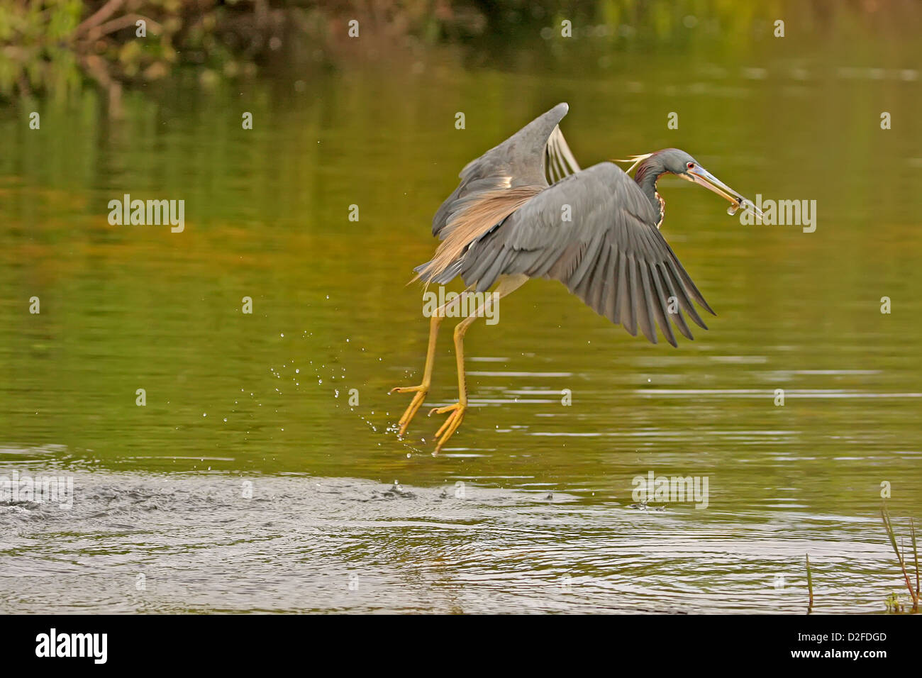 Airone tricolore (Egretta tricolore) battenti Foto Stock