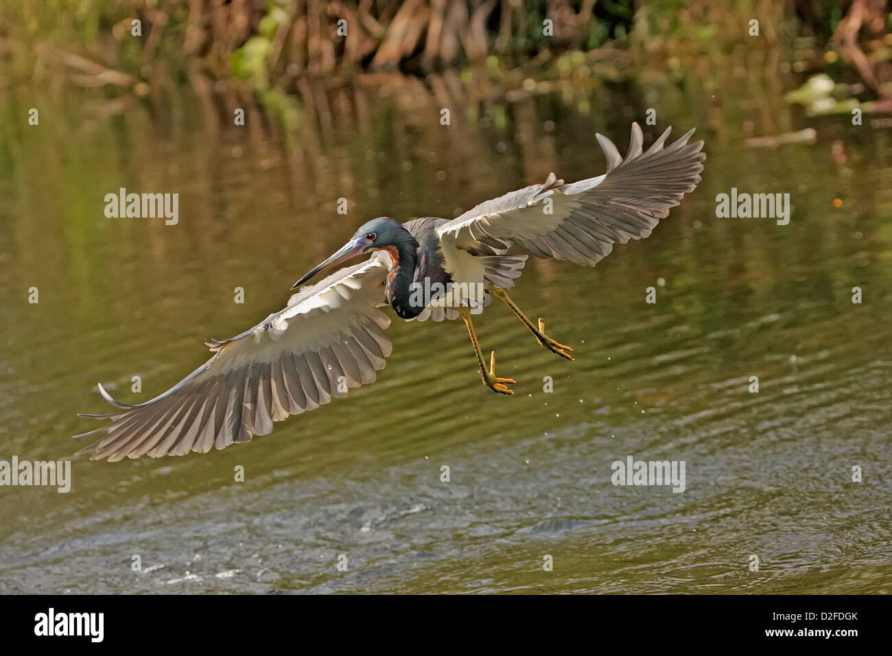Airone tricolore (Egretta tricolore) battenti Foto Stock