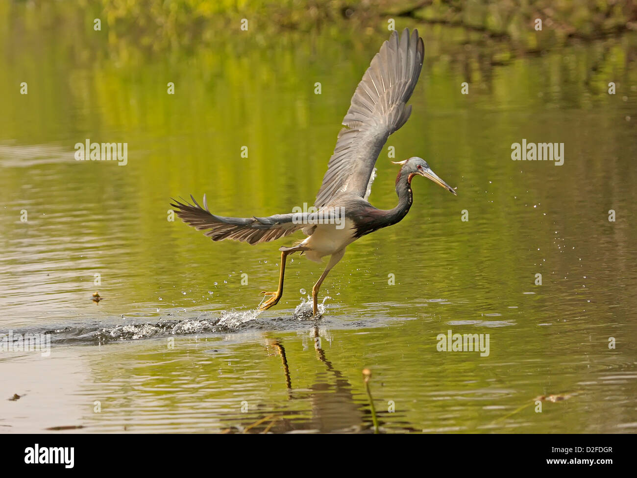 Airone tricolore (Egretta tricolore) battenti Foto Stock