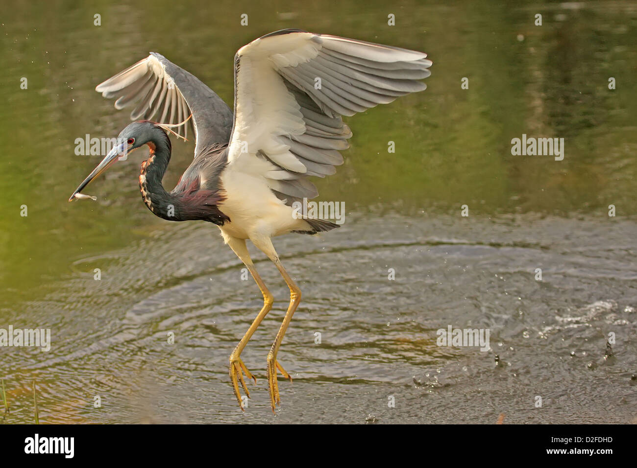 Airone tricolore (Egretta tricolore) battenti Foto Stock