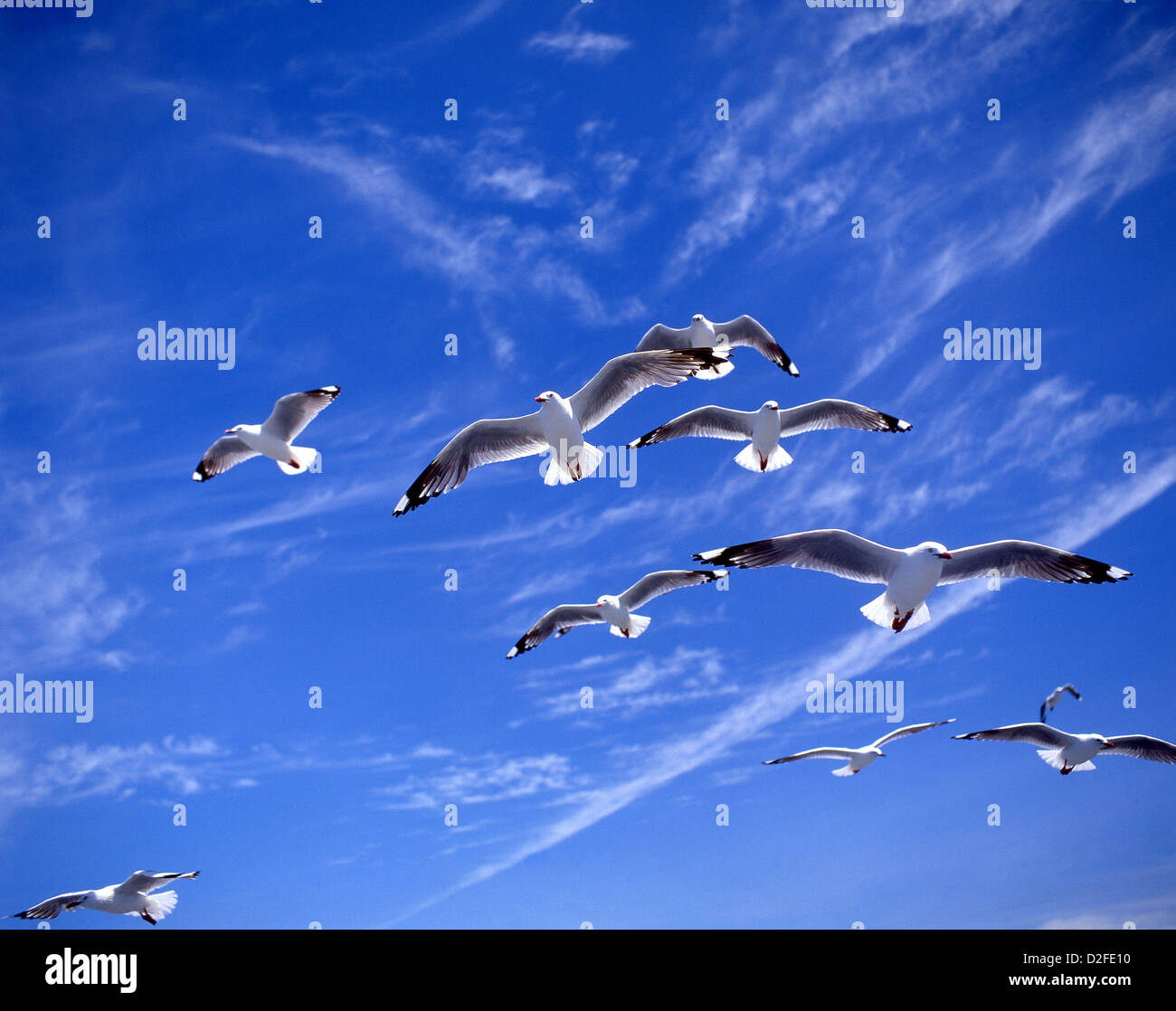 Flock of Seagulls contro il cielo blu, Kaikoura, regione di Canterbury, Isola del Sud, Nuova Zelanda Foto Stock