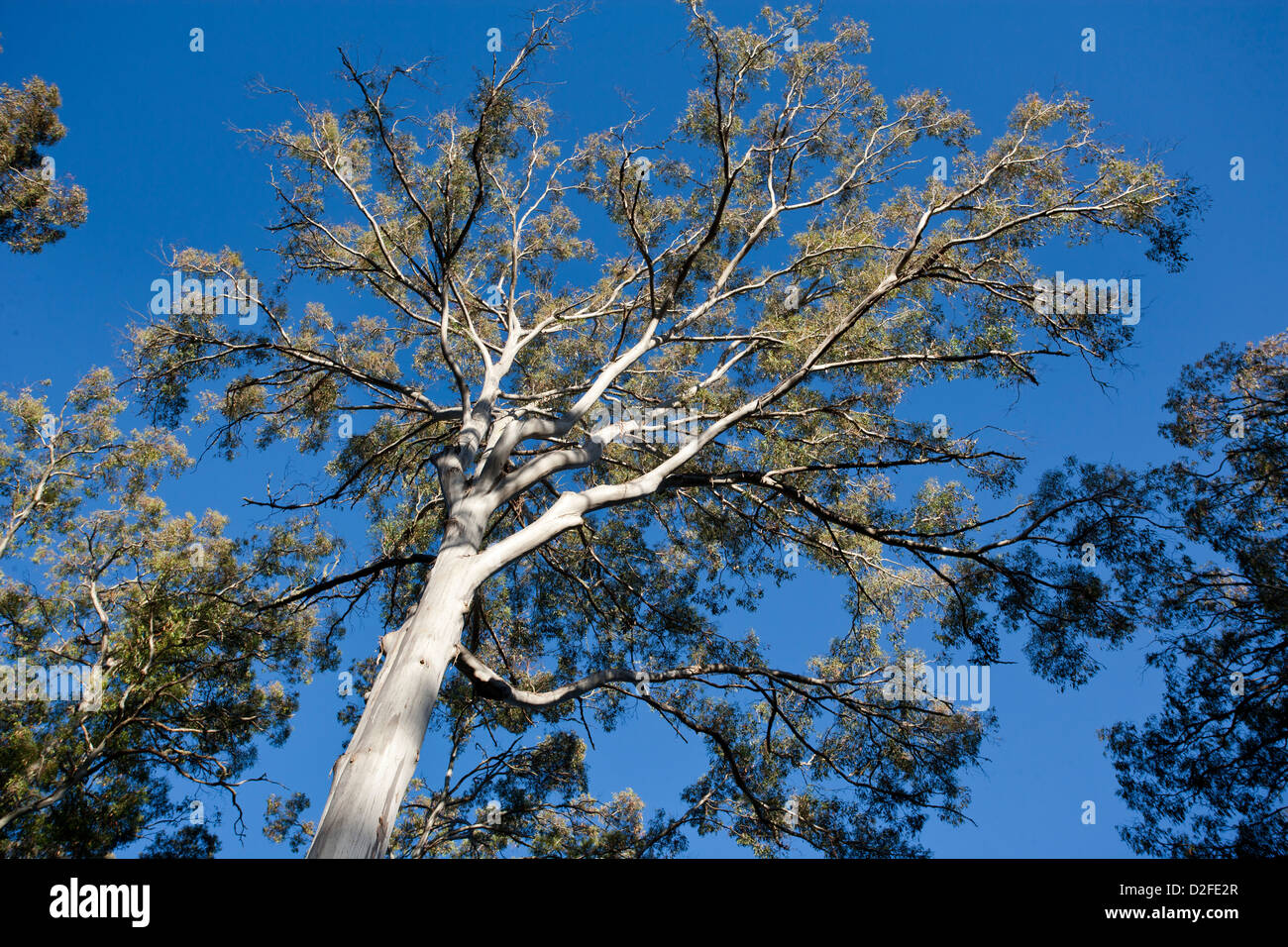 Australia, NSW, cacciatore Regione, Barrington Tops National Park, tall gomme di montagna a Polblue Tops Foto Stock