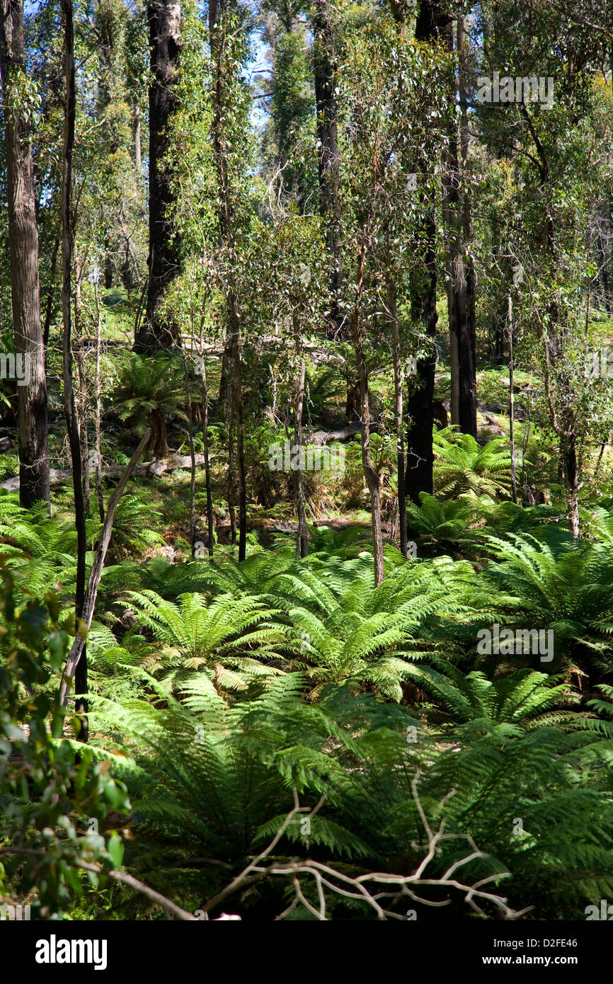 Australia, NSW, cacciatore Regione, Barrington Tops National Park, felci nei boschi subalpini Foto Stock