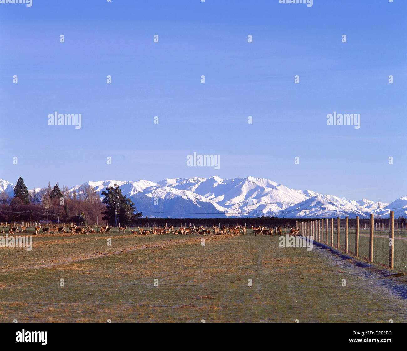 Snow-capped Alpi meridionali e cervi in pascolo, Canterbury Plains, regione di Canterbury, Isola del Sud, Nuova Zelanda Foto Stock