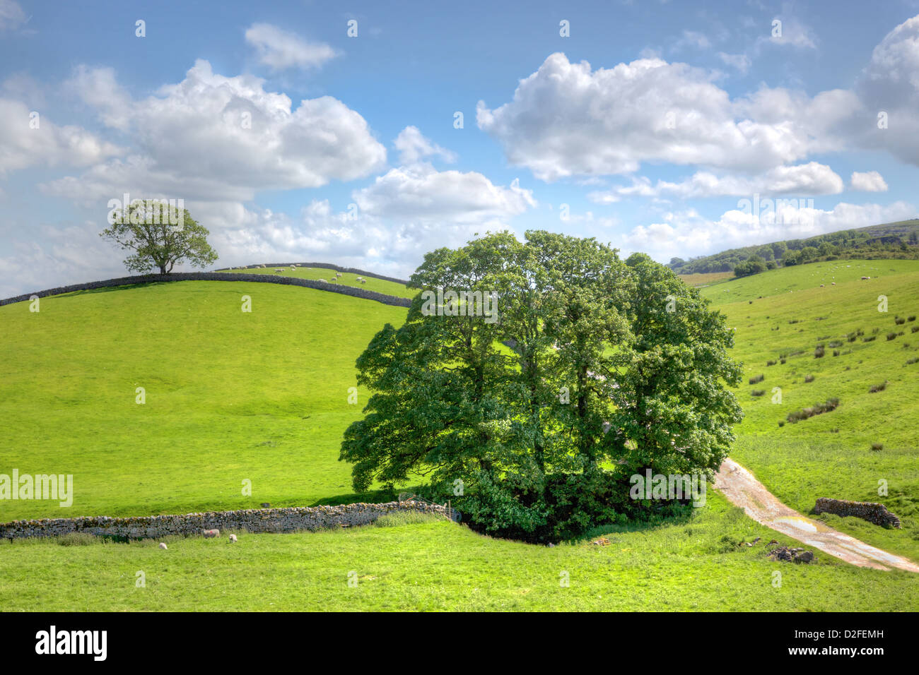 Un paesaggio tipico con le antiche pareti di pietra nel cuore di Inghilterra del Yorkshire Dales. Foto Stock