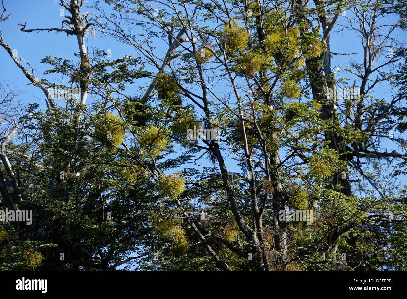 Parassiti vischio false (Cinese lanterna, Mizodendrum sp.) che cresce su lenga faggio, Patagonia, Argentina Foto Stock