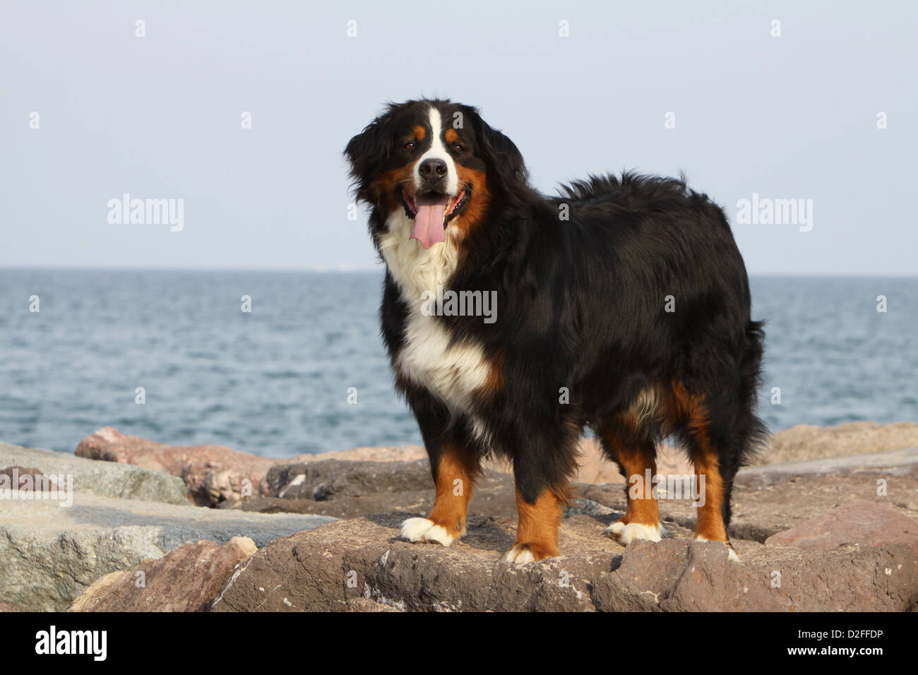 Cane Bovaro del Bernese adulto in piedi sulle rocce Foto Stock