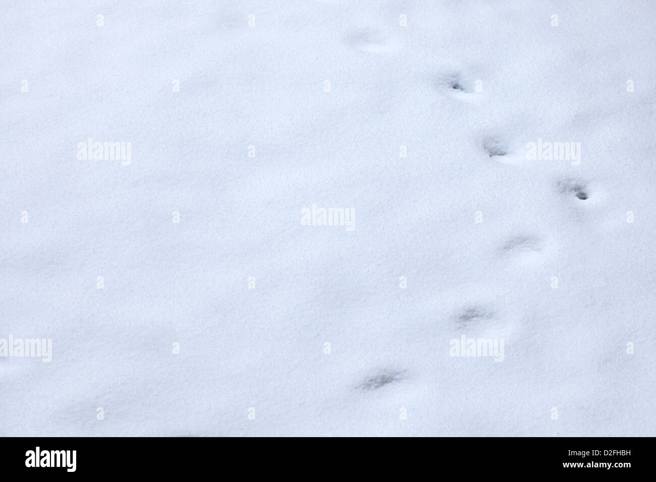 In inverno le tracce degli animali nella neve Foto Stock