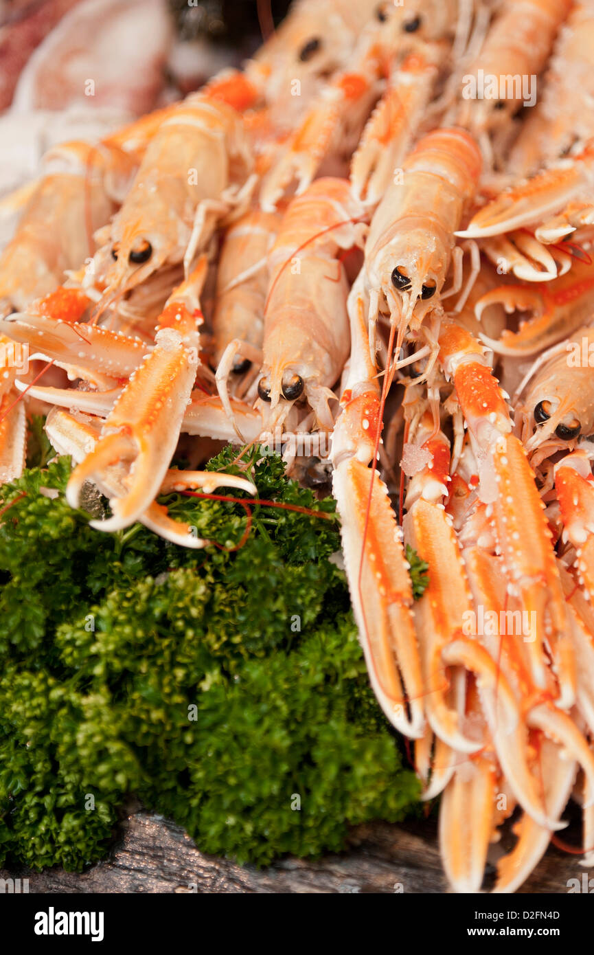 Langoustine freschi scampi / per la vendita ad un pescivendolo. Foto Stock