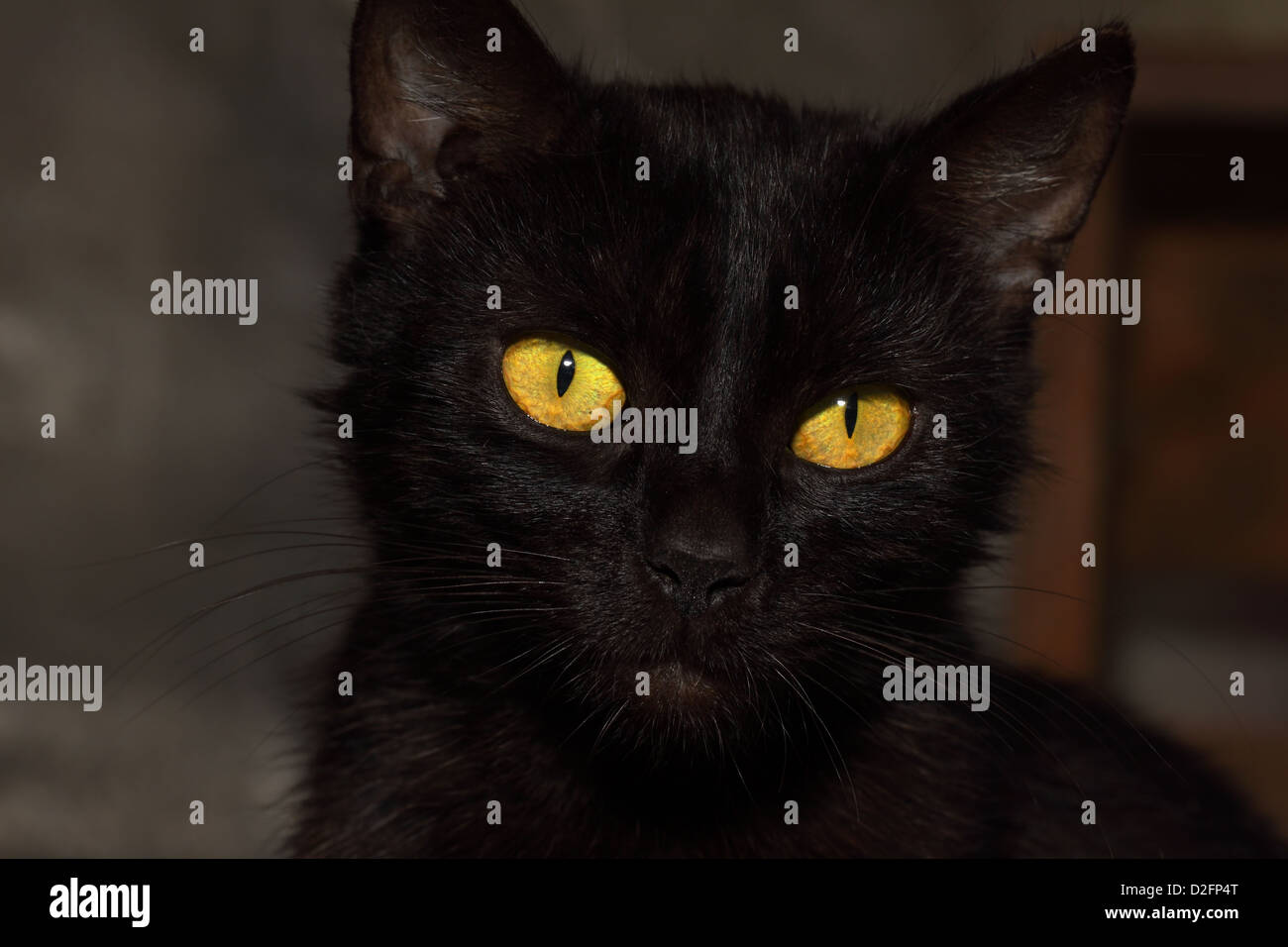 Testa di dettaglio gatto nero con gli occhi gialli Foto Stock Testa di dettaglio gatto nero con gli occhi gialli Foto Stock