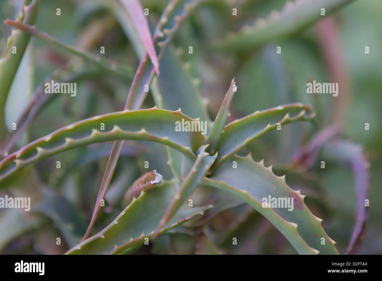 Close-up foto di aloe Foto Stock