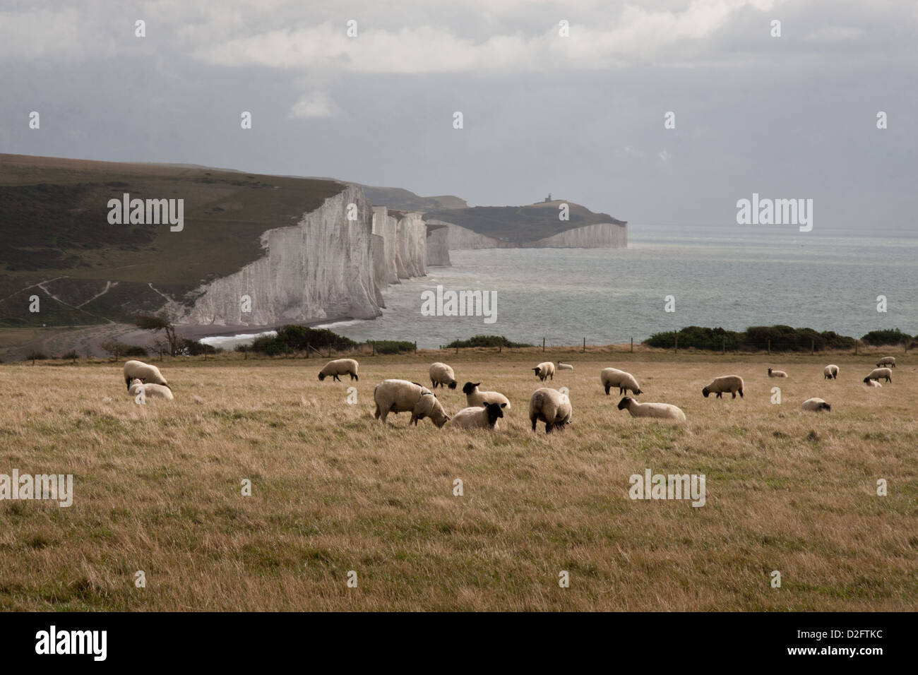 Pecore al pascolo su Seaford testa con le sette sorelle scogliere al di là , East Sussex, Regno Unito Foto Stock