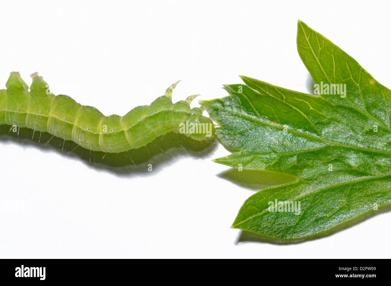 Verde / caterpillar inchworm e foglia di prezzemolo su sfondo bianco Foto Stock