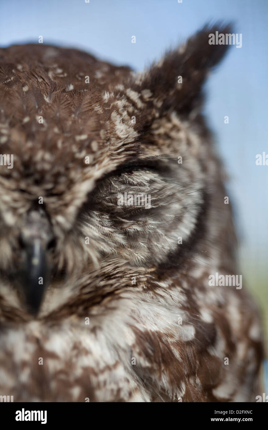 Un macchiato il gufo reale, Bubo Africanus, con occhio chiuso Foto Stock