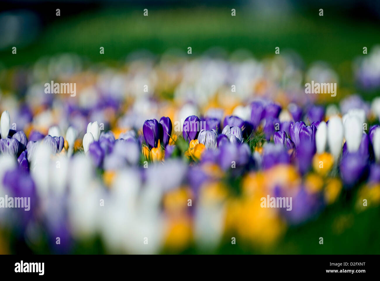 Crocus fiori nel parco Foto Stock