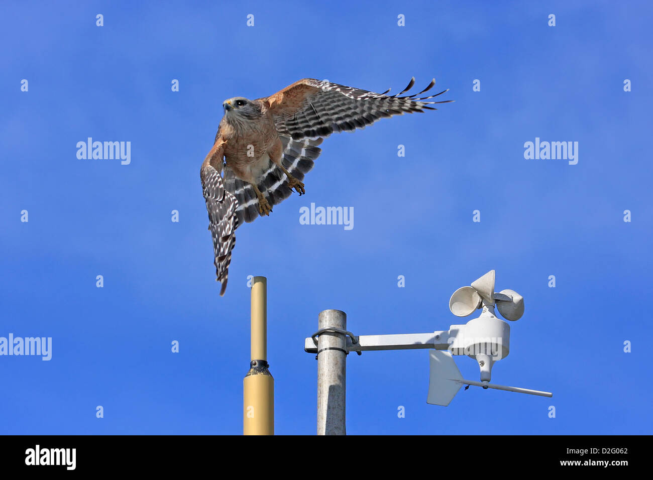 Red-Hawk con spallamento (Buteo lineatus) battenti Foto Stock