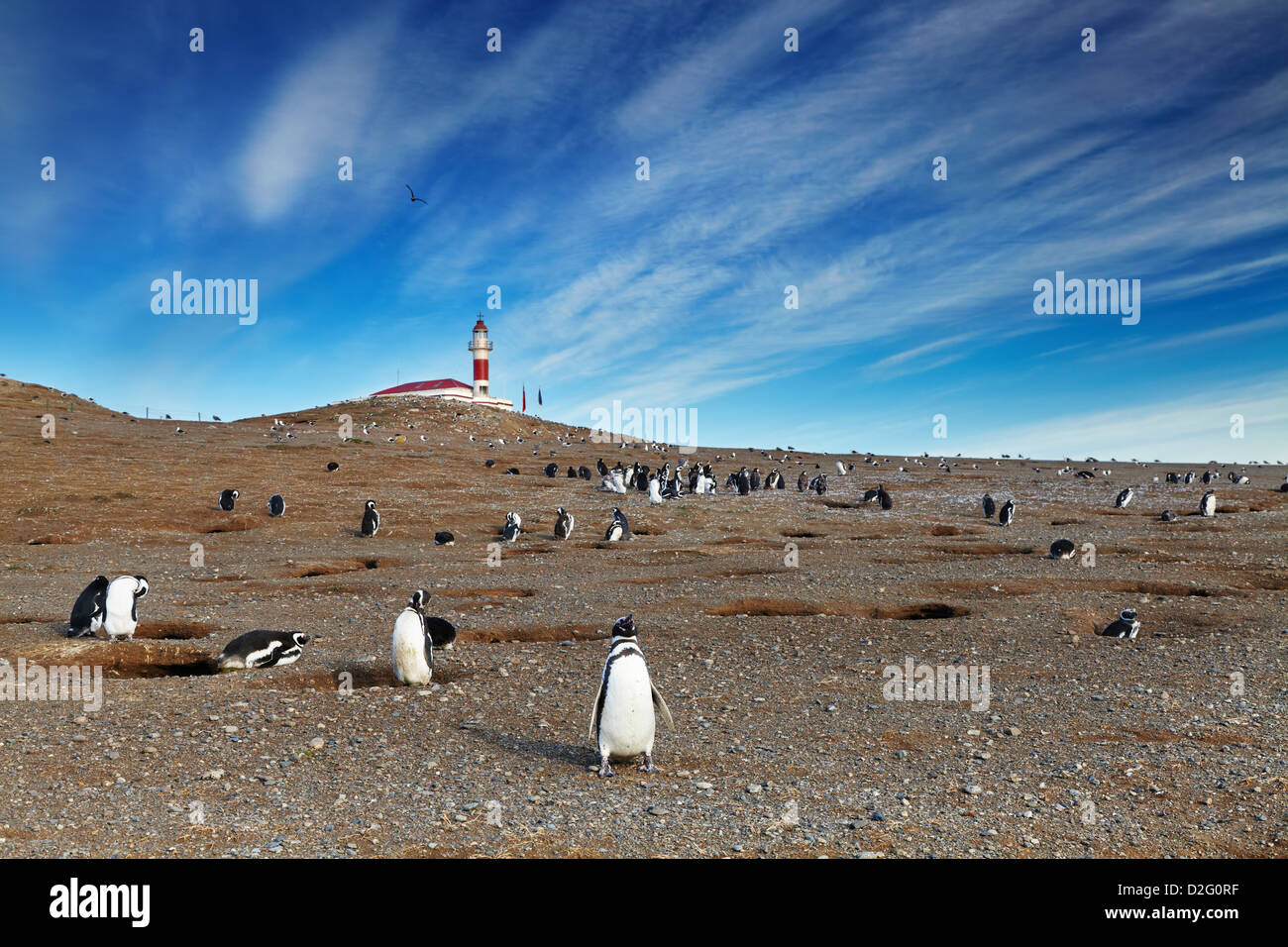 La colonia dei pinguini magellanic sull isola di Magdalena, stretto di Magellano, Cile Foto Stock