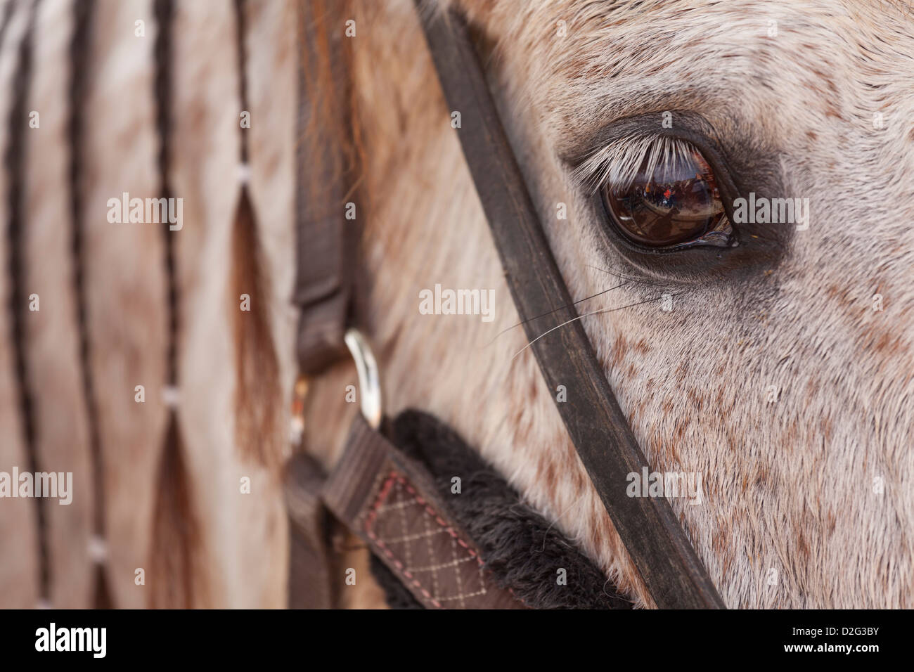 Chiudere un occhio di cavalli al Fiesta di San Sebastian dove Adejeros locale di portare i loro animali per essere benedetti Foto Stock