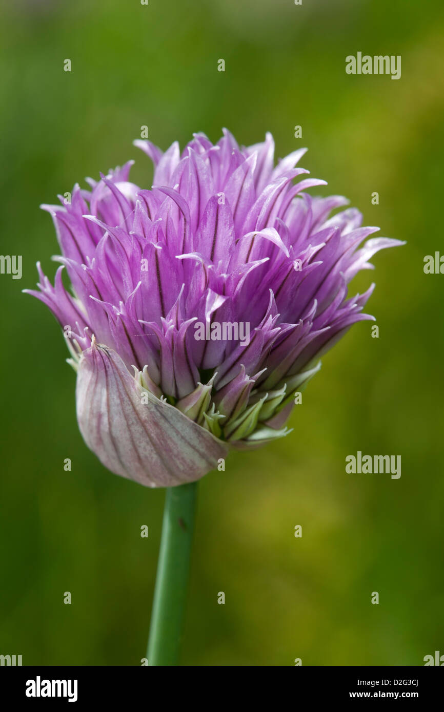 Erba cipollina, Allium schoenoprasum, Amaryllidaceae Foto Stock