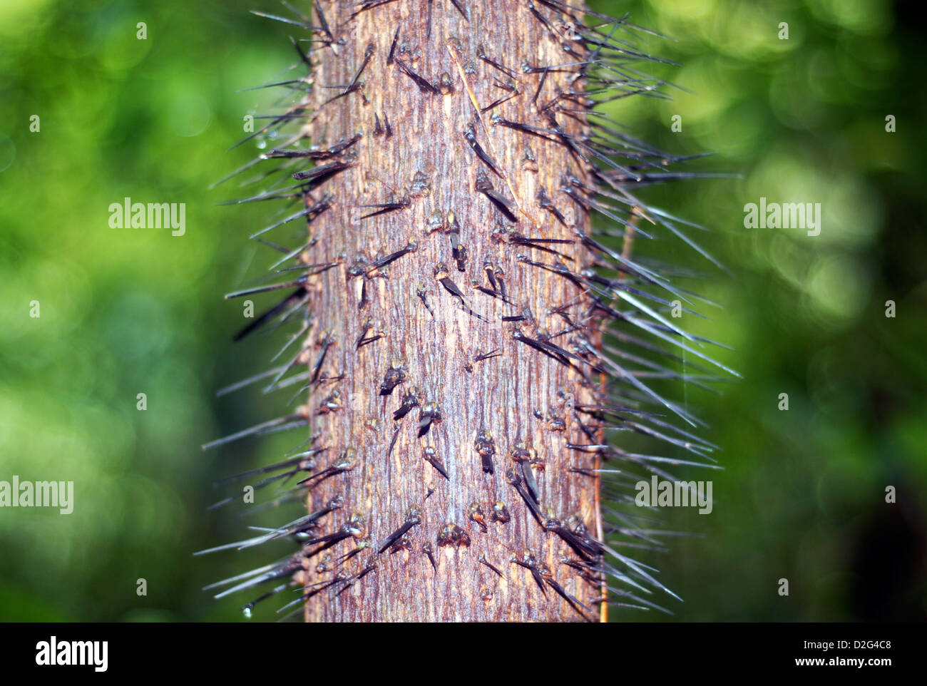 Close up vizioso lunghe spine su una pianta nella foresta pluviale di Koh Chang thailandia Foto Stock