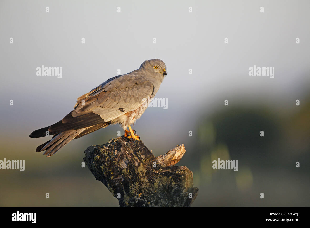 Montagu's Harrier, Circus pygargus, maschio Foto Stock