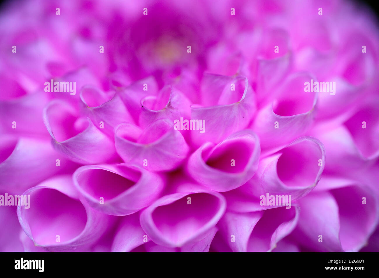 Berlino, Germania Dahlienbluete rosa Foto Stock