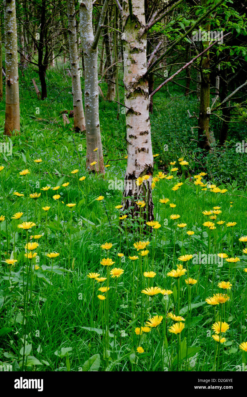 Argento (Betulla Betula pendula) tra fiori di bosco Foto Stock