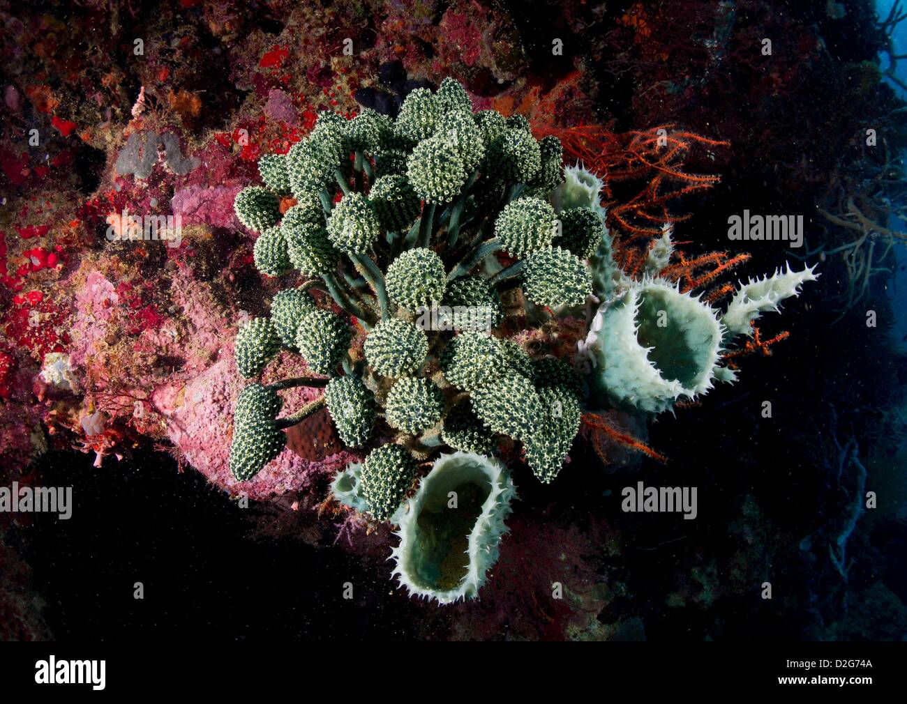 Mare schizza Oxycorynia fascicularis, Australia Pacific Foto Stock