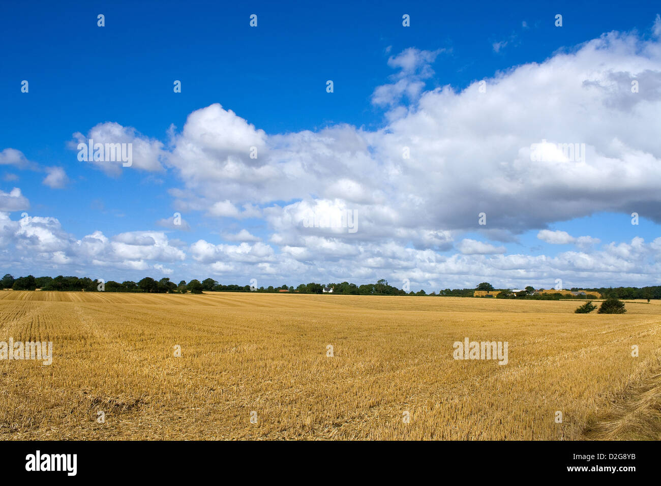 Campagna di Suffolk in estate Foto Stock