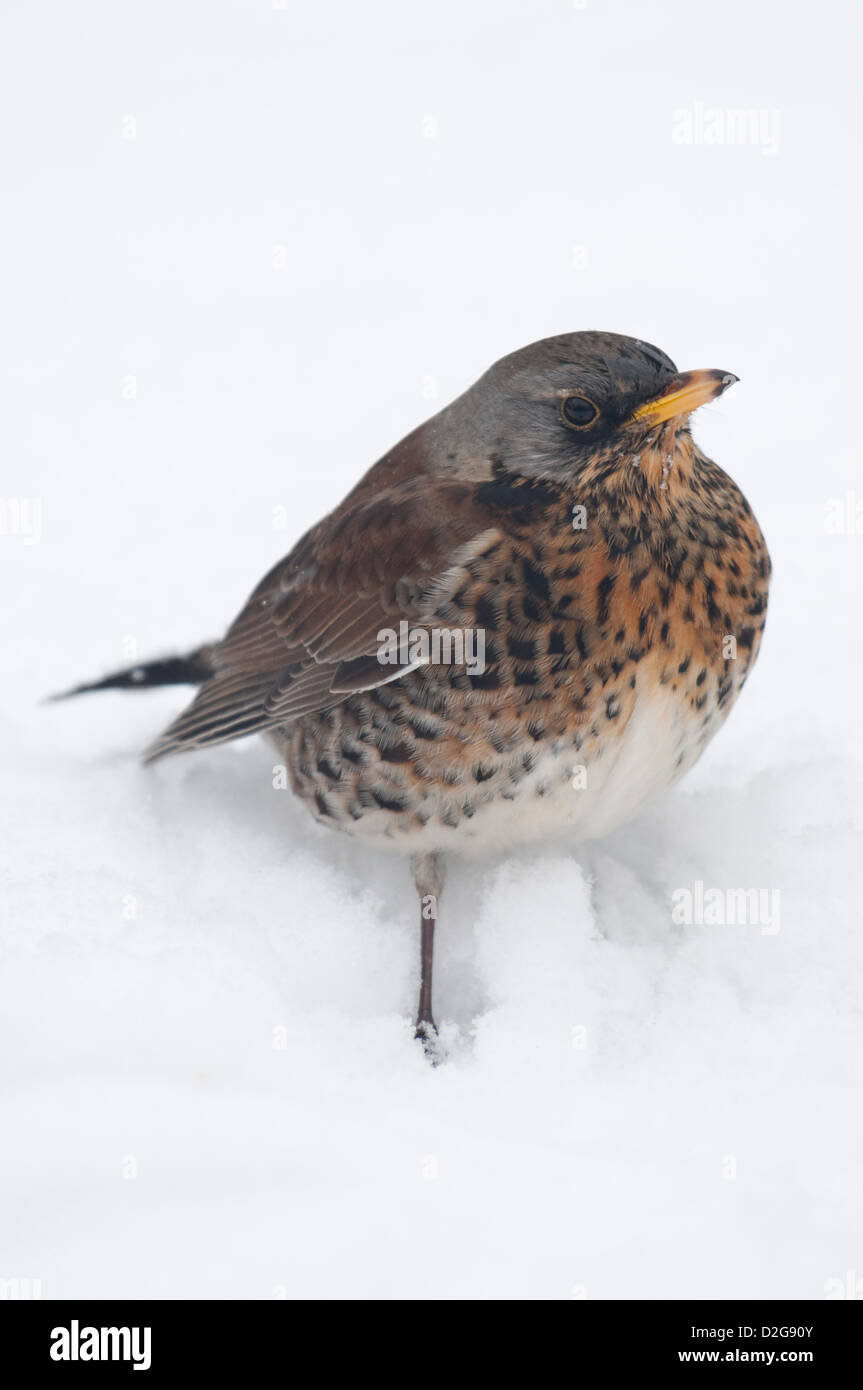 Allodole Cesene Beccacce Turdus pilaris in giardino in caso di gelo con  neve sul terreno Norfolk febbraio Foto stock - Alamy