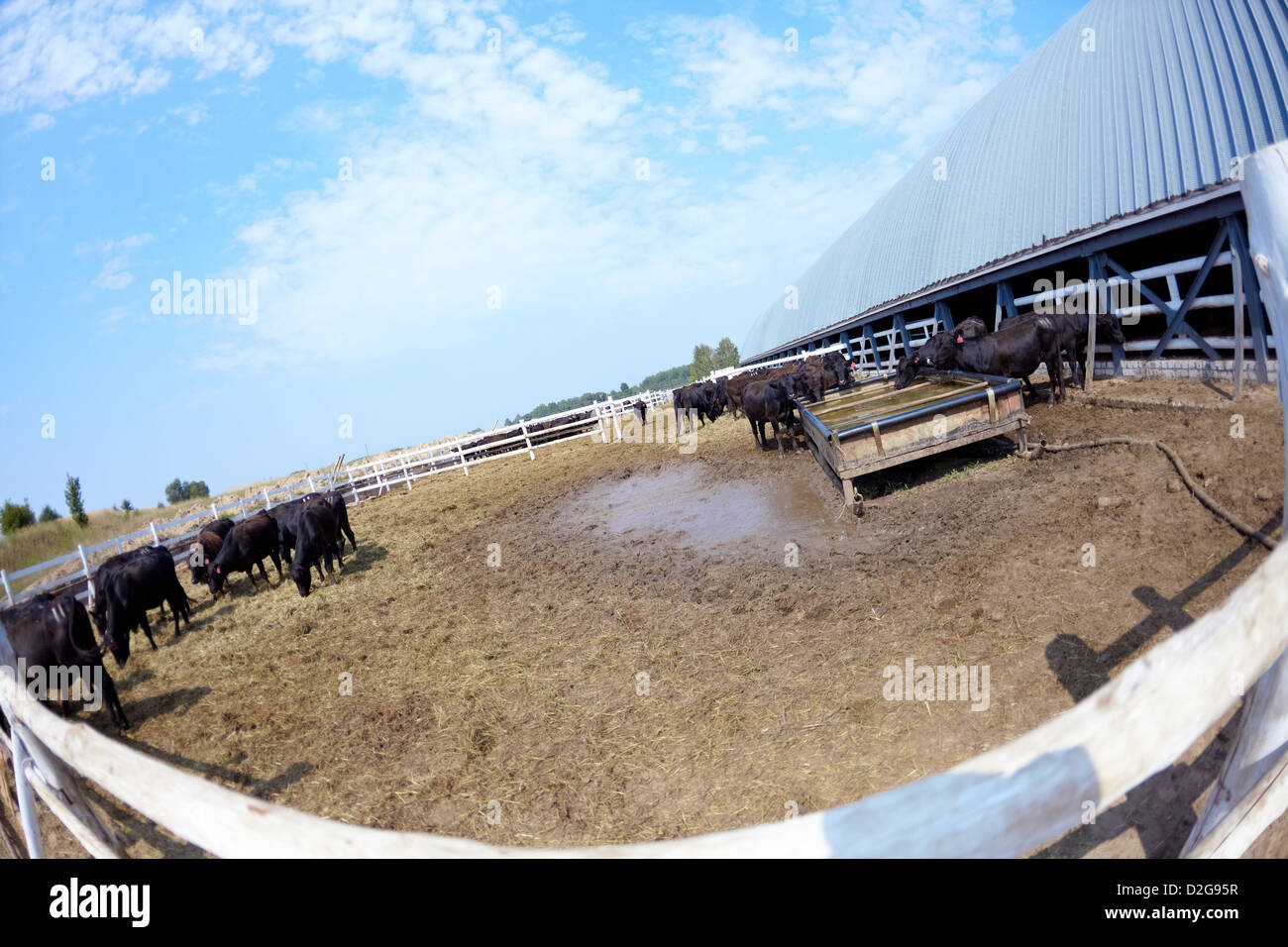Mucche in una fattoria Foto Stock