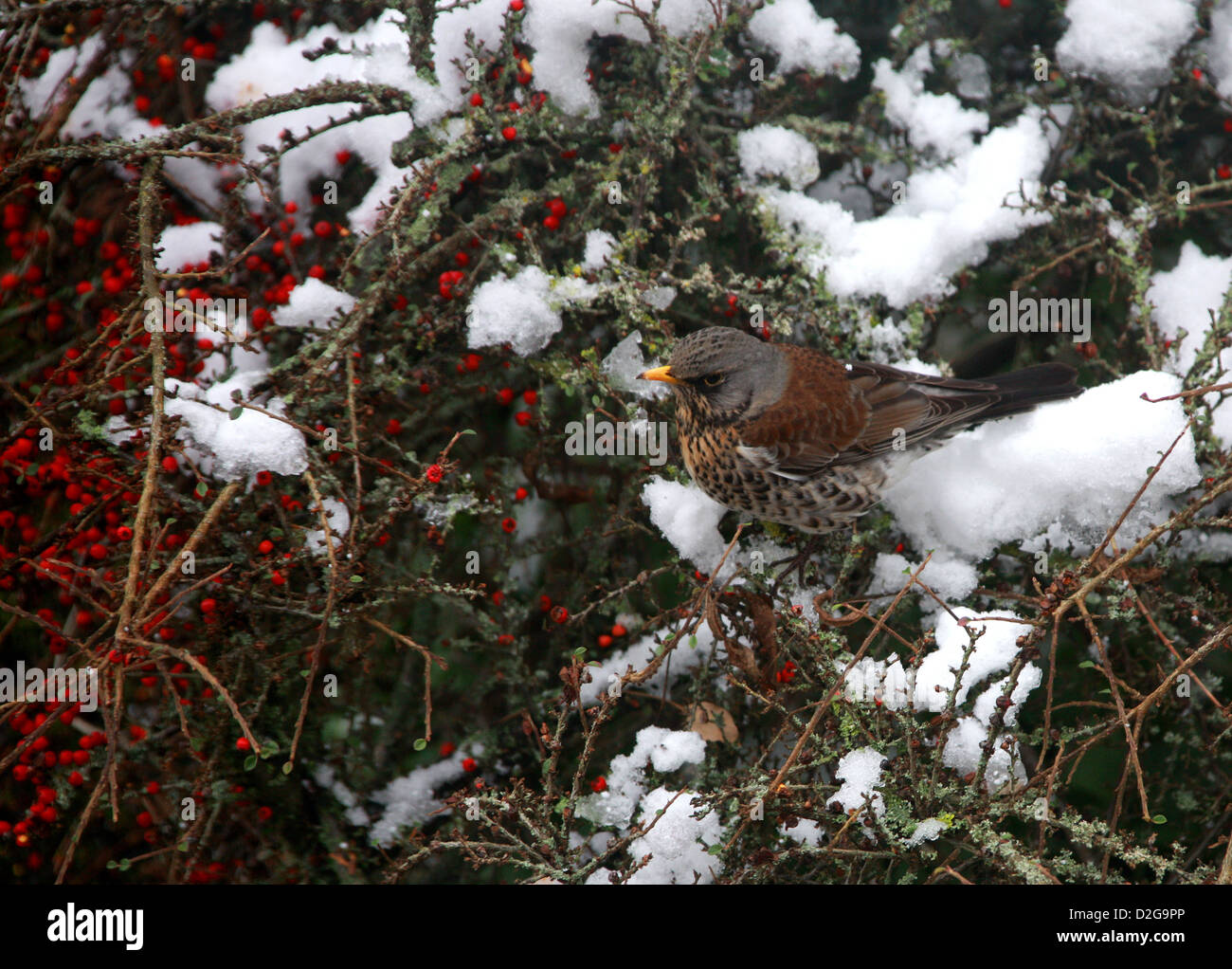 Allodole Cesene Beccacce, Turdus pilaris, turdidae. Un Tordo che è un visitatore invernale per il Regno Unito dalla Scandinavia. Alimentazione su Cotoneaster. Foto Stock