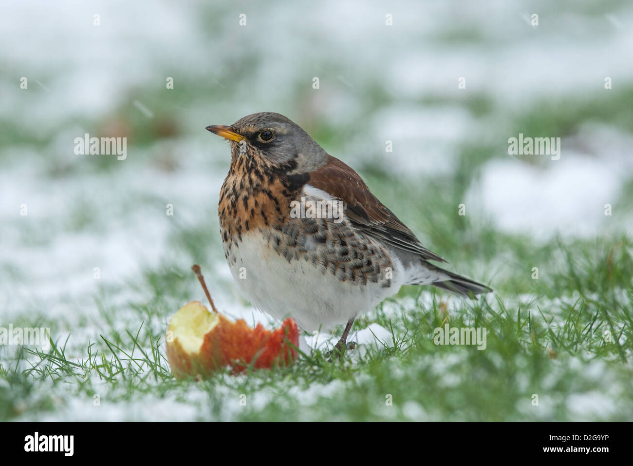 Allodole Cesene Beccacce Turdus pilaris in giardino in caso di gelo con  neve sul terreno Norfolk febbraio Foto stock - Alamy