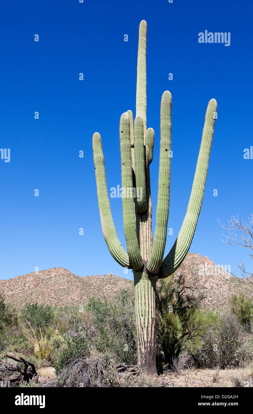 Cactus giganti in Saguaro N.P. , Arizona, Stati Uniti d'America Foto Stock