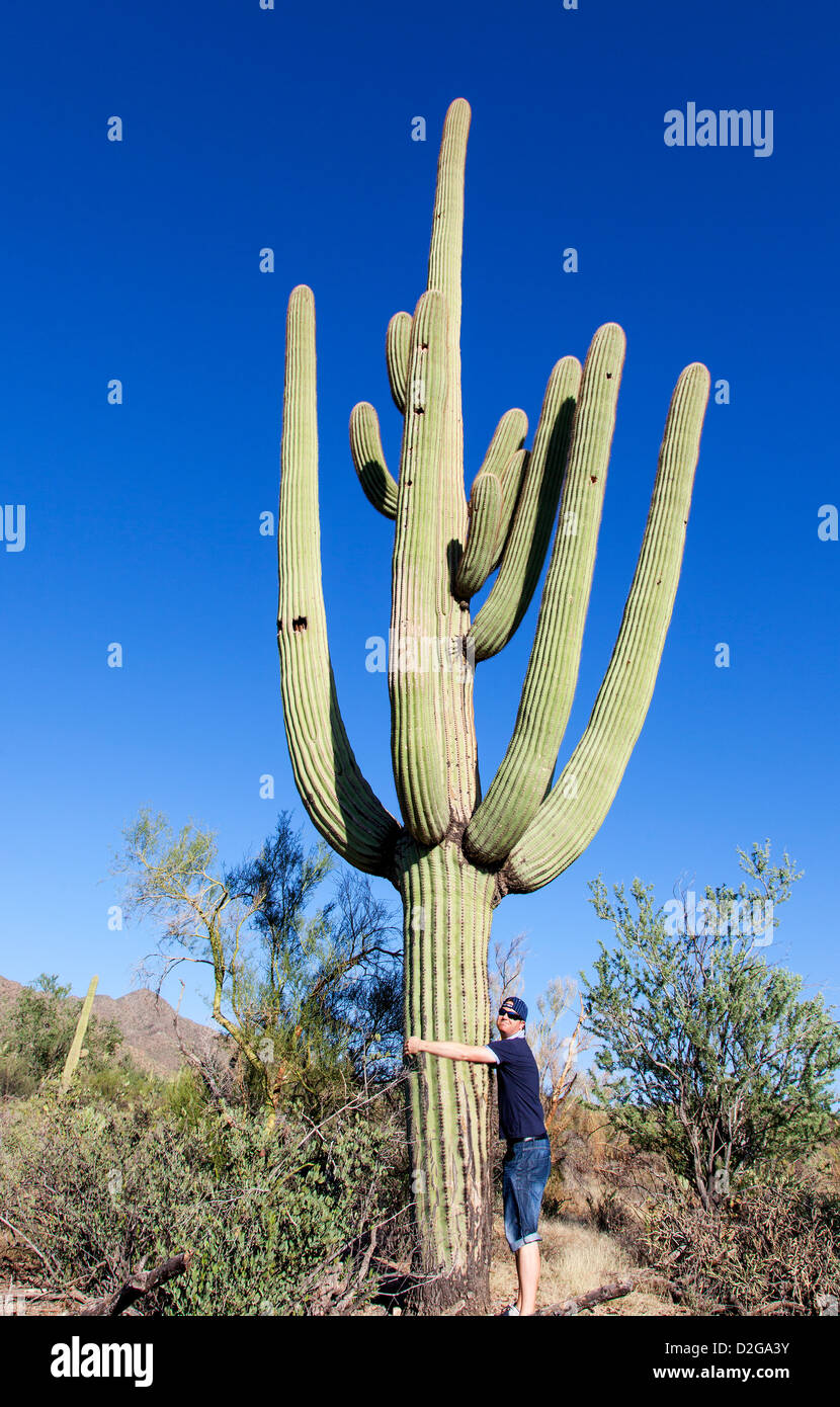 Uomo che abbraccia un cactus giganti in Saguaro N.P. , Arizona, Stati Uniti d'America Foto Stock