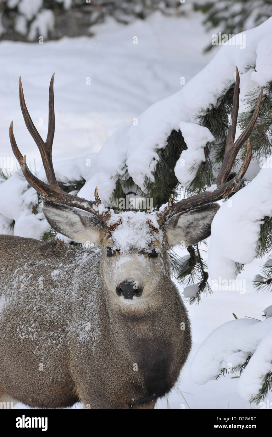 Una immagine ritratto di un selvaggio Mule Deer buck con neve sul suo volto Foto Stock