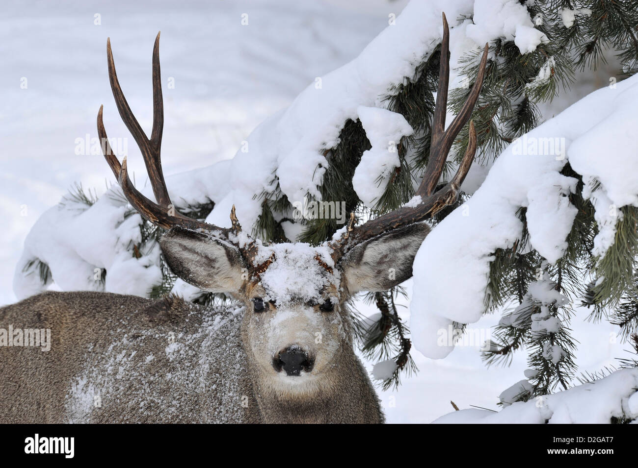 Una immagine ritratto di un selvaggio Mule Deer buck con neve sul suo volto Foto Stock