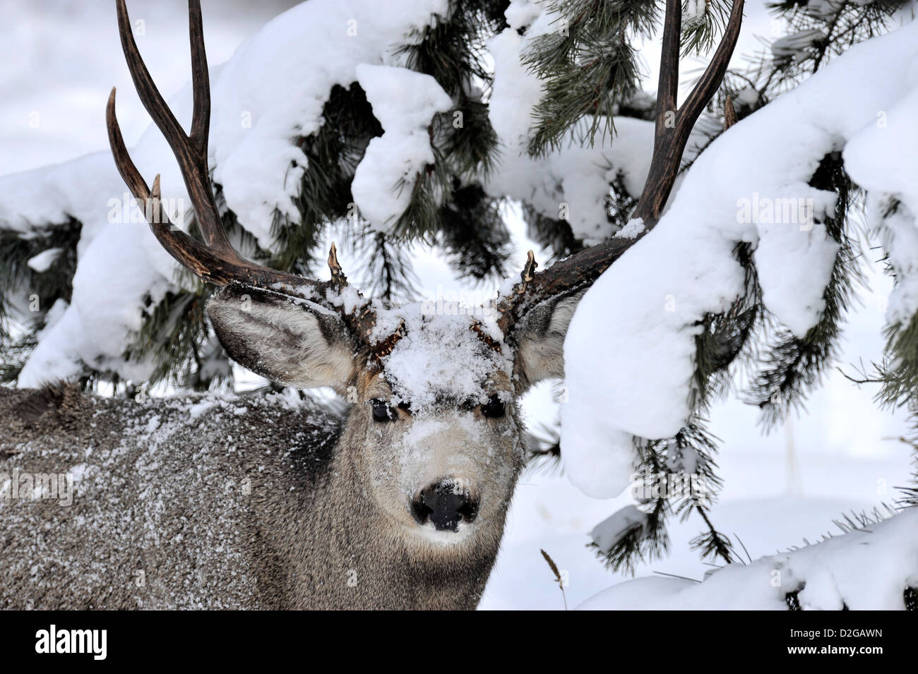 Una immagine ritratto di un selvaggio Mule Deer buck con neve sul suo volto Foto Stock