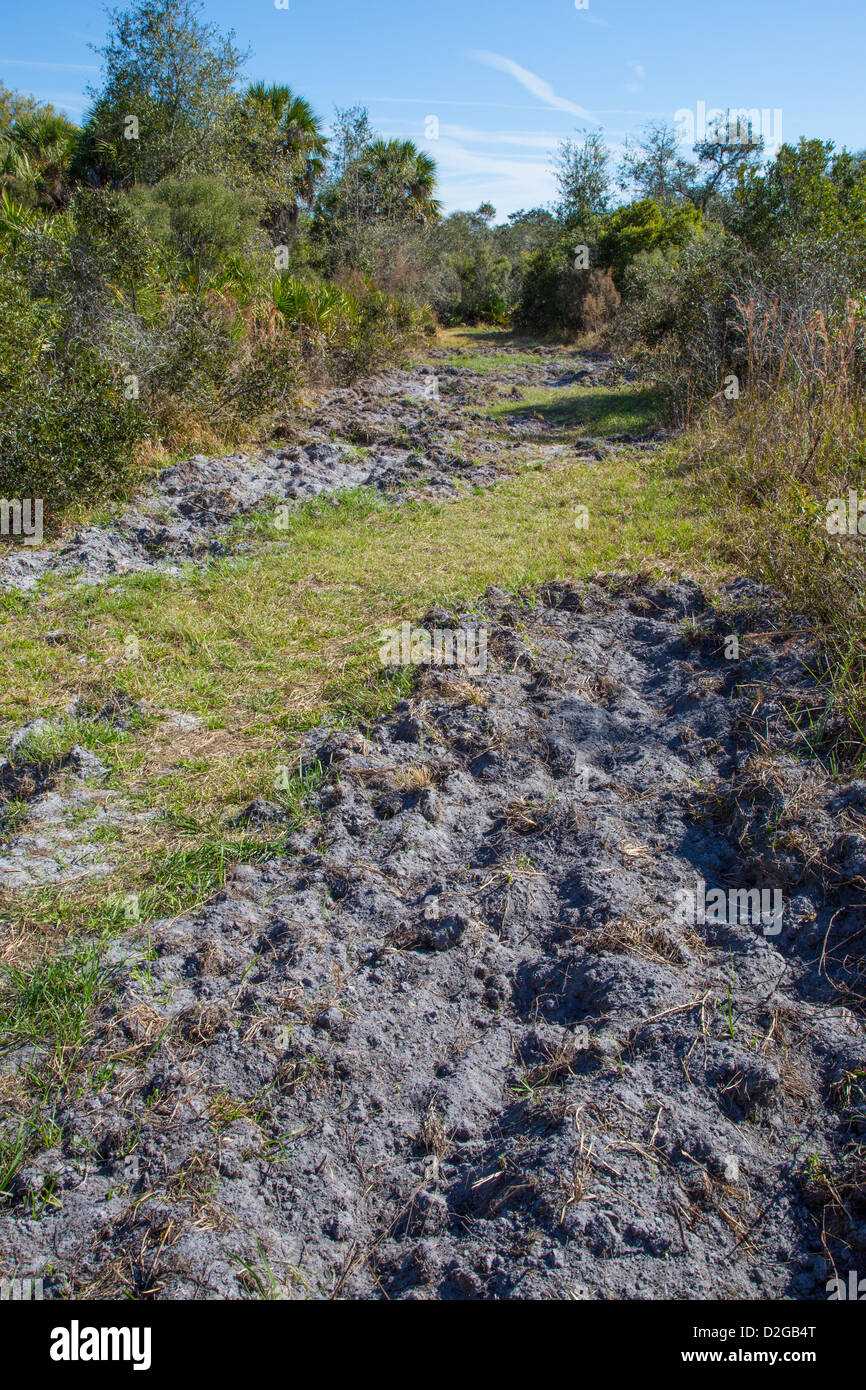 Radicata la sezione di pista causata da suini selvatici in Jelks preservare in Florida Venezia Foto Stock Radicata la sezione di pista causata da suini selvatici in Jelks preservare in Florida Venezia Foto Stock