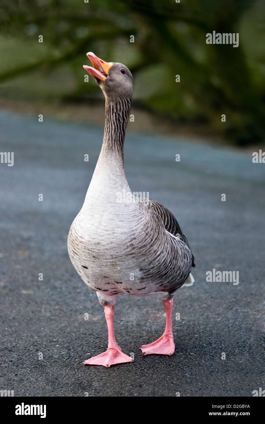 Singolo adulto graylag goose camminando sulla strada con becco aperto che mostra una fila di piccoli denti Foto Stock