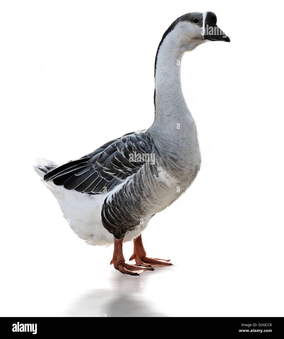 Swan Goose Anser Cygnoides su sfondo bianco Foto Stock