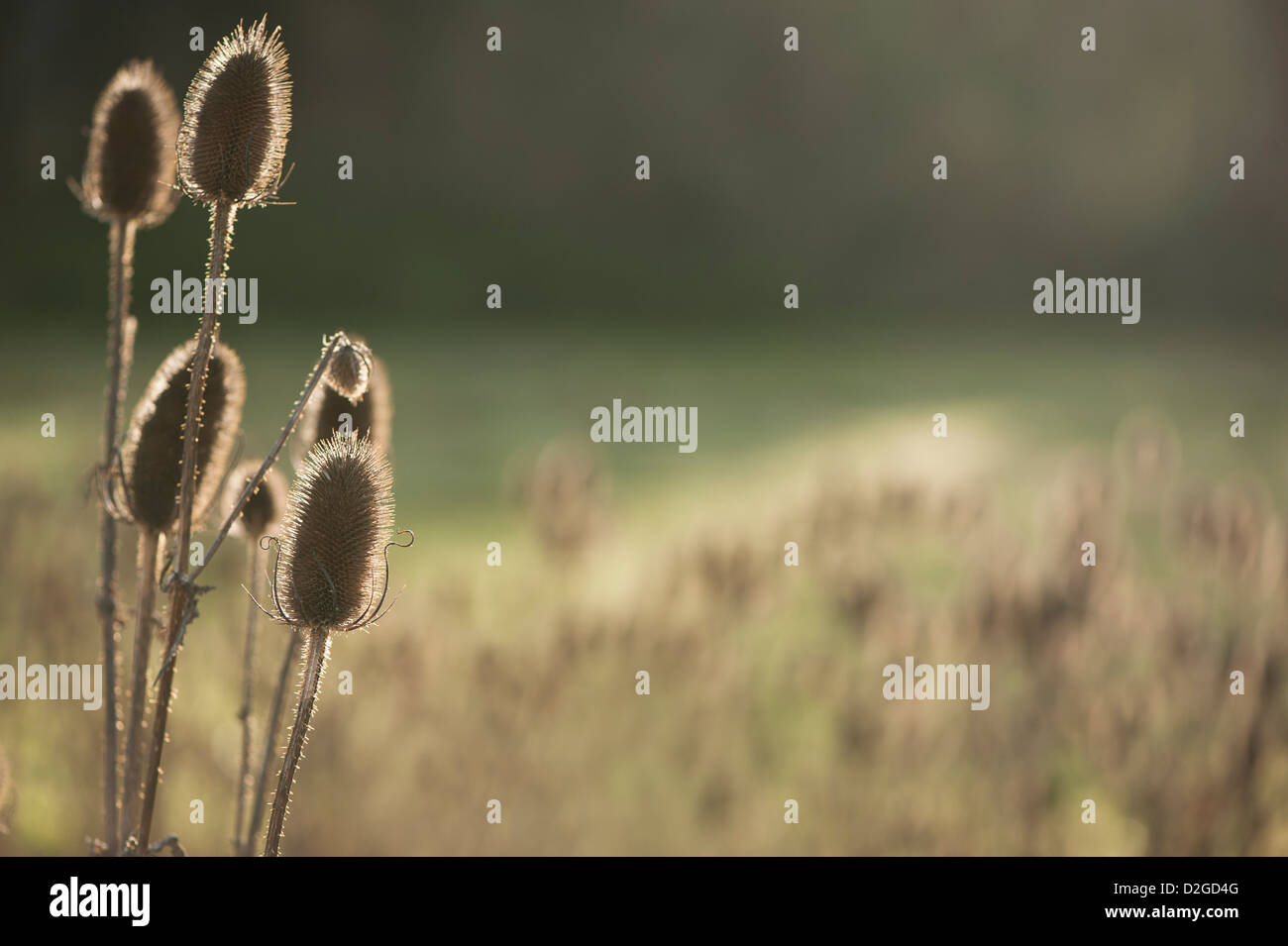 Teste di seme di Teasel Dipsacus fullonum, nel tardo autunno Foto Stock