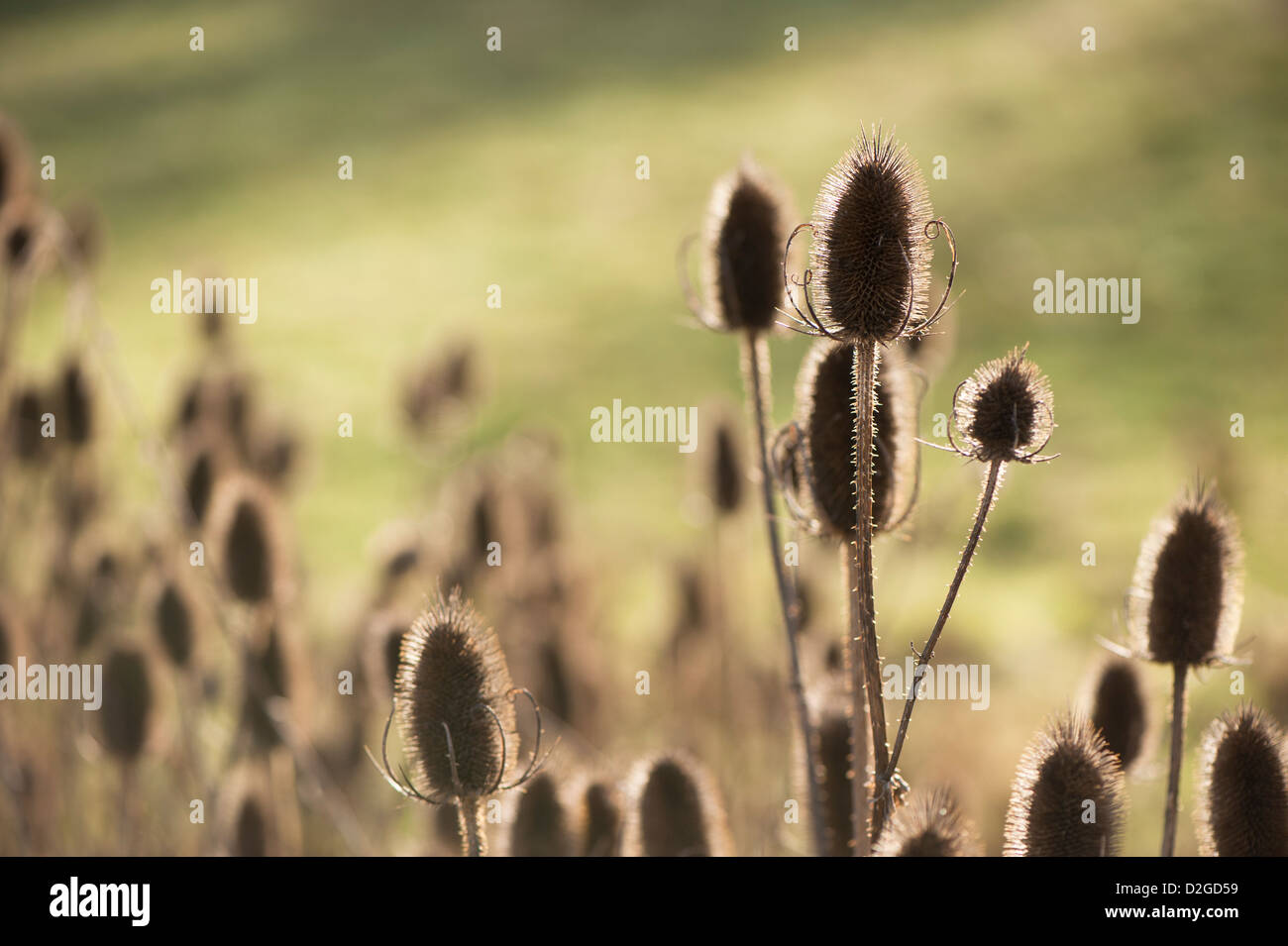 Teste di seme di Teasel Dipsacus fullonum, nel tardo autunno Foto Stock