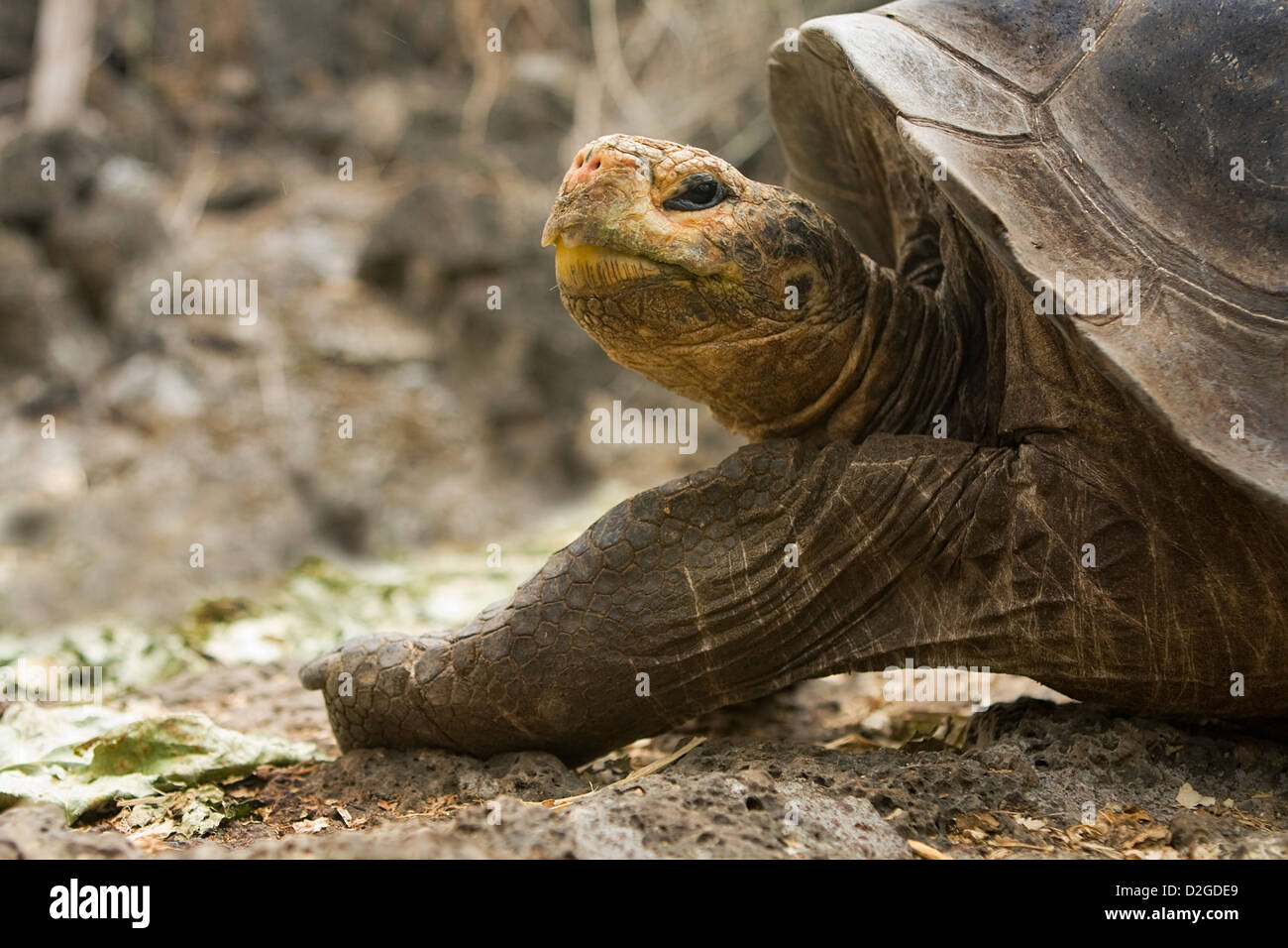 Gigantesca Tartaruga Galapagos Foto Stock